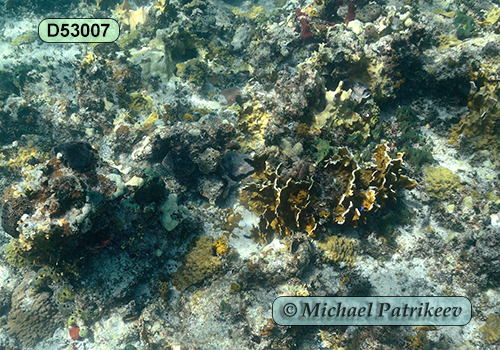 Millepora complanata